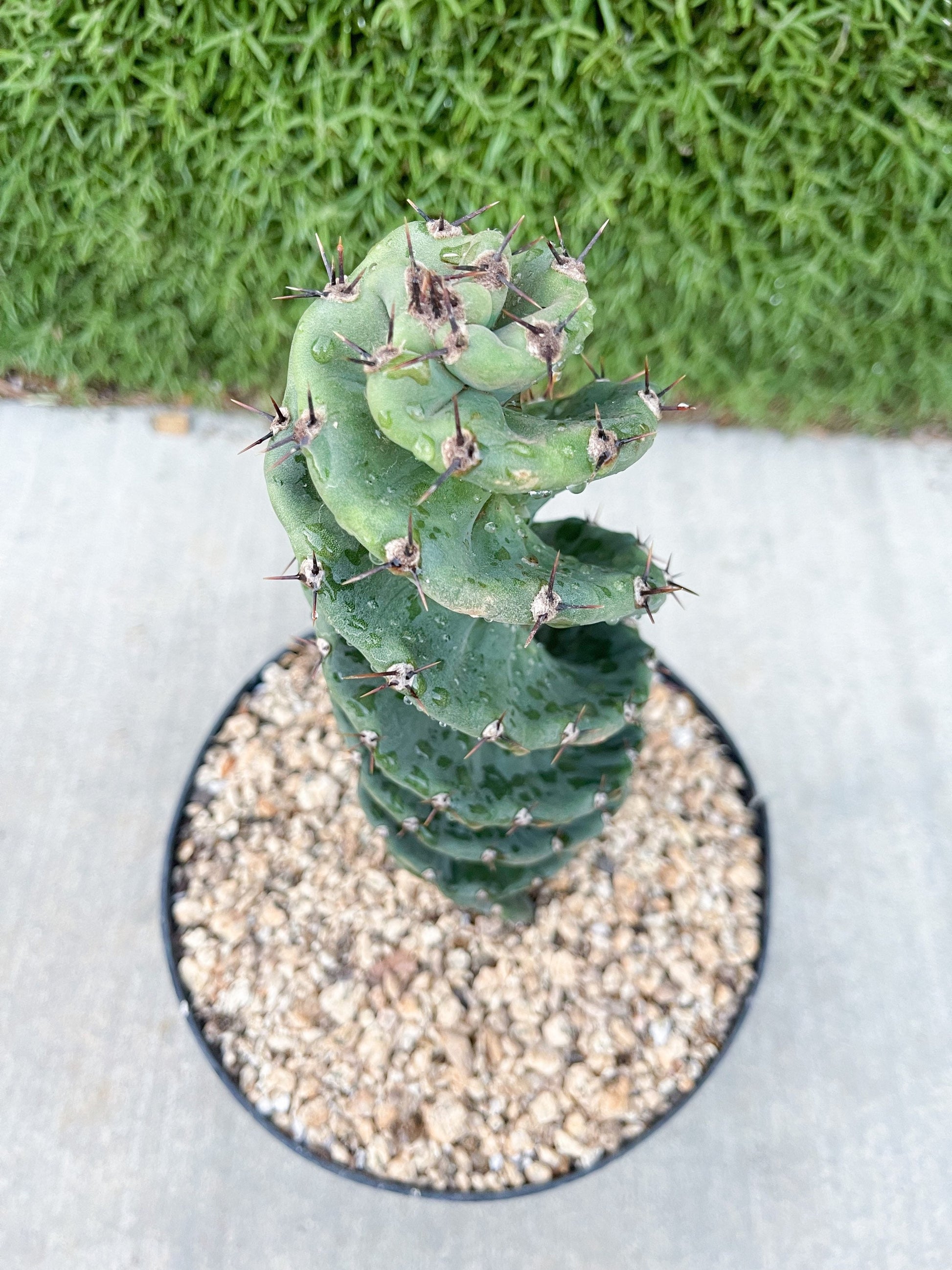 Spiral Cactus | Cereus forbesii Spiralis I Live cactus | Live Plant