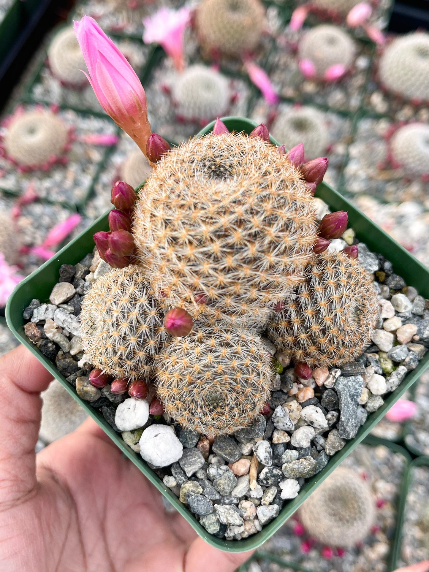 3.5”Rebutia Narvaecensis | Live Cactus