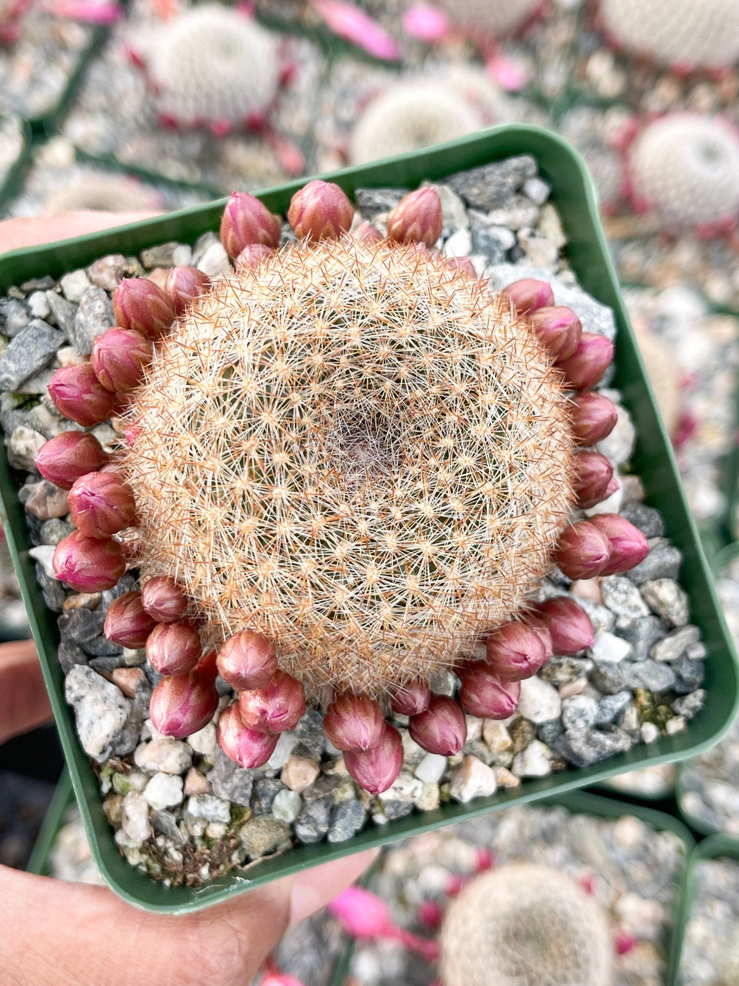 3.5”Rebutia Narvaecensis | Live Cactus