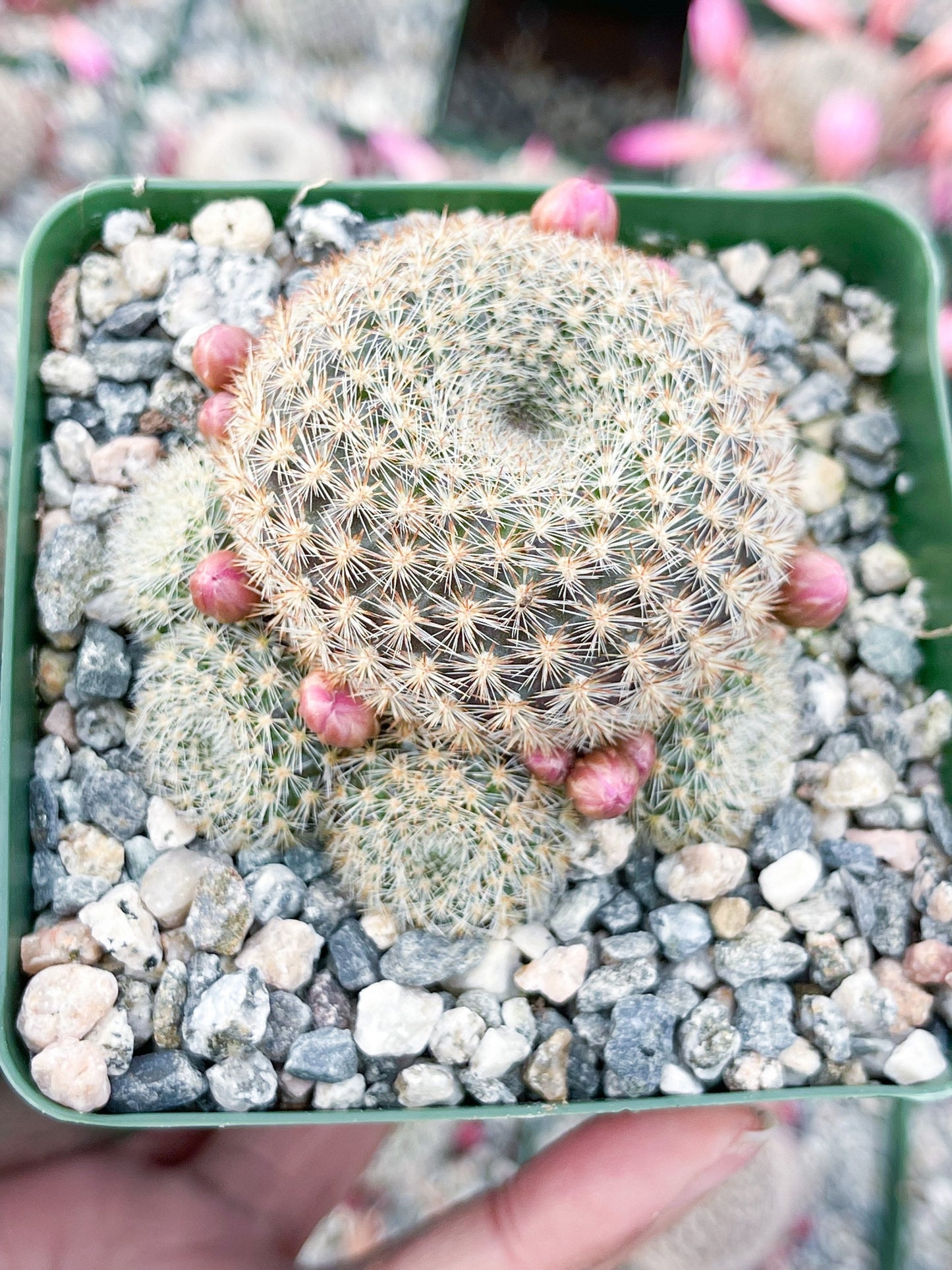 3.5”Rebutia Narvaecensis | Live Cactus