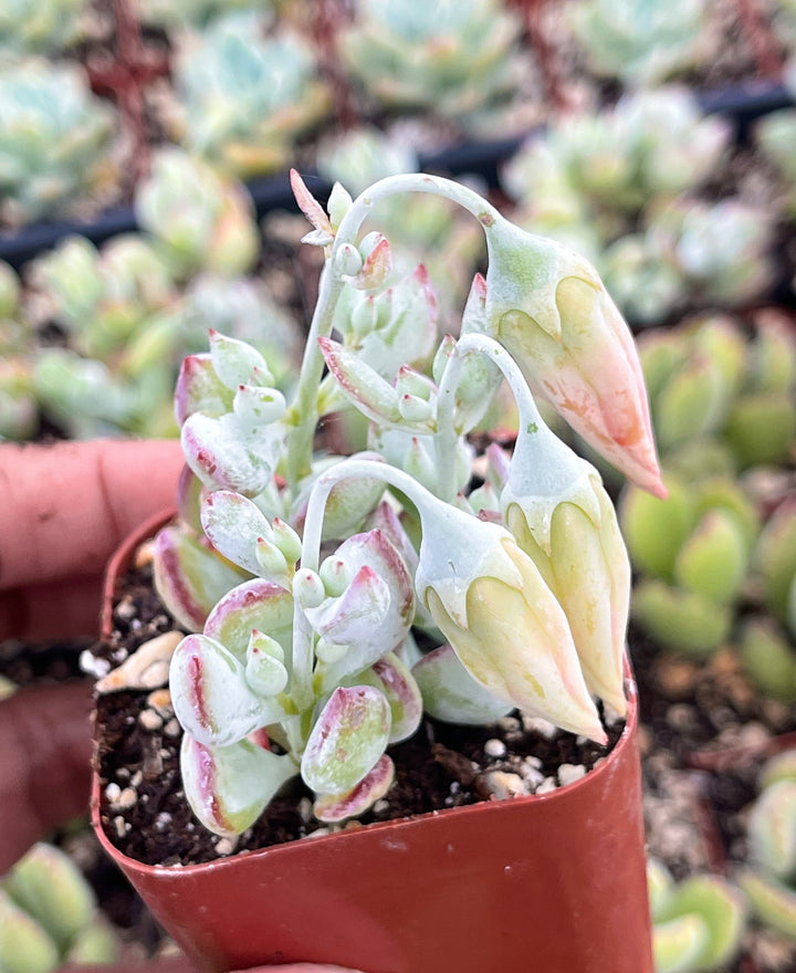 Cotyledon pendens | Cliff Cotyledon | Live Succulent