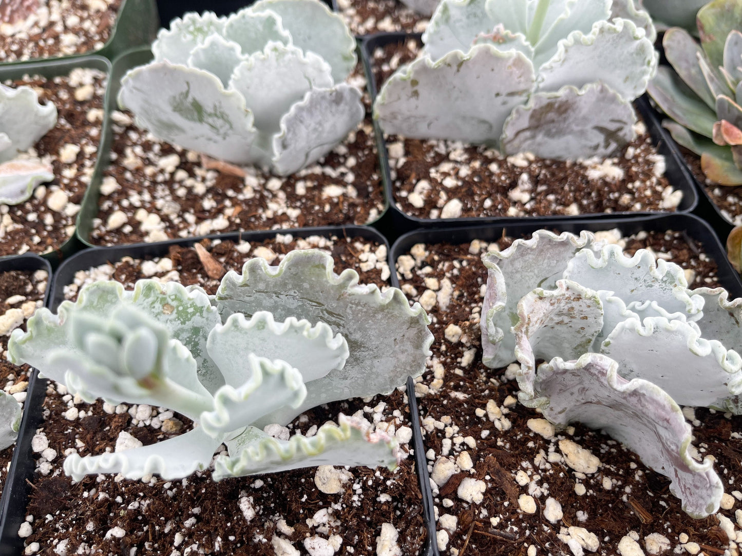 Cotyledon Undulata | Live Succulent | White Succulent