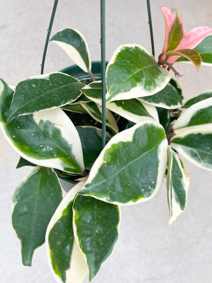 Hoya carnosa ‘Krimson Queen’ | Live variegated indoor house plant