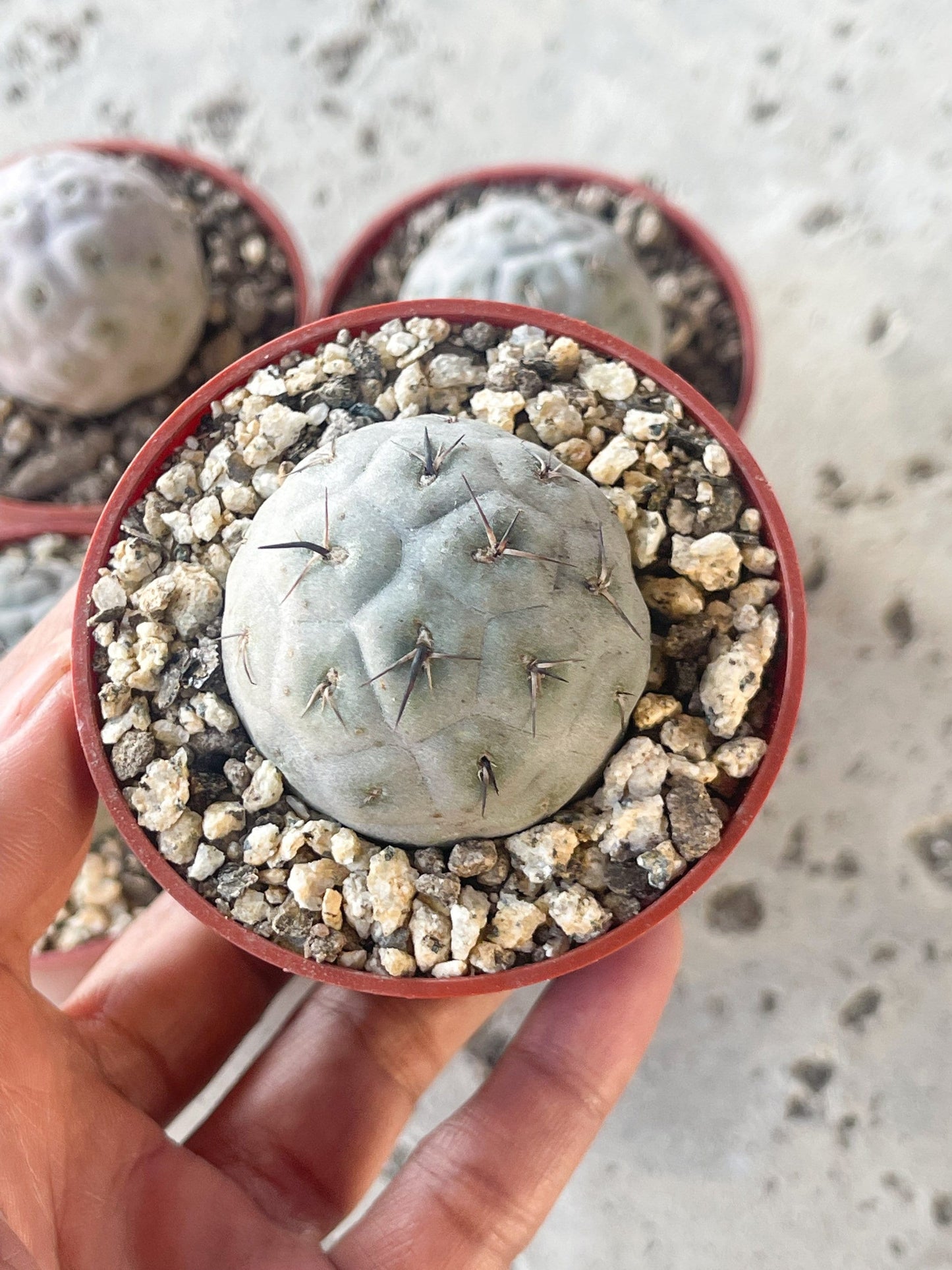 Tephrocactus Geometricus | live Cactus