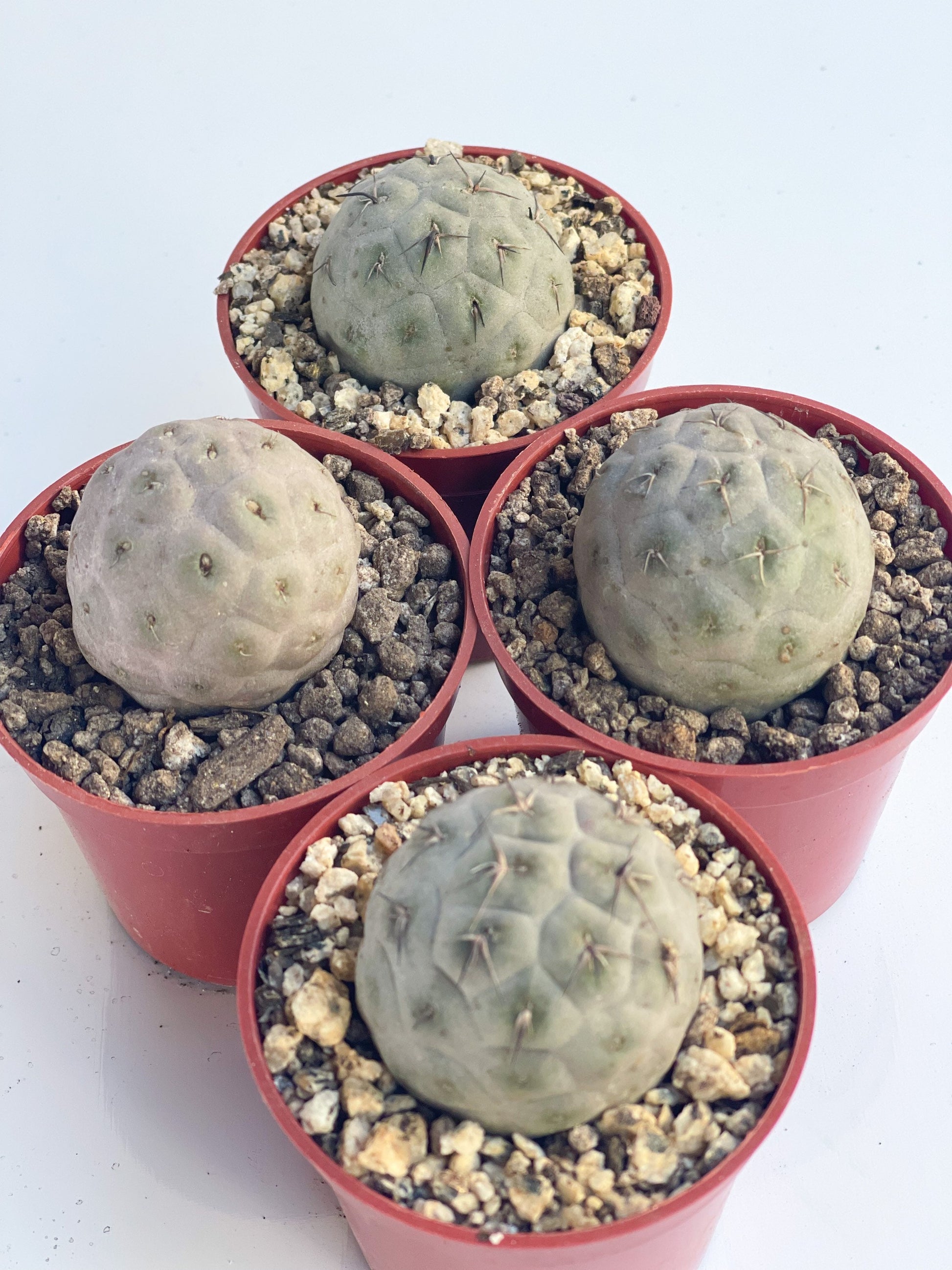 Tephrocactus Geometricus | live Cactus