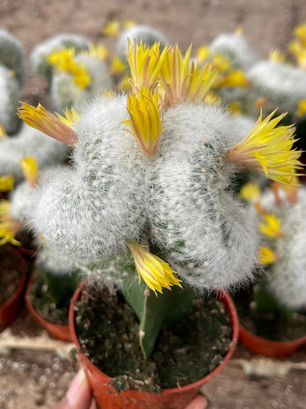 3.25” Mammillaria Baumii Crest Graft Cactus| Rare Cactus