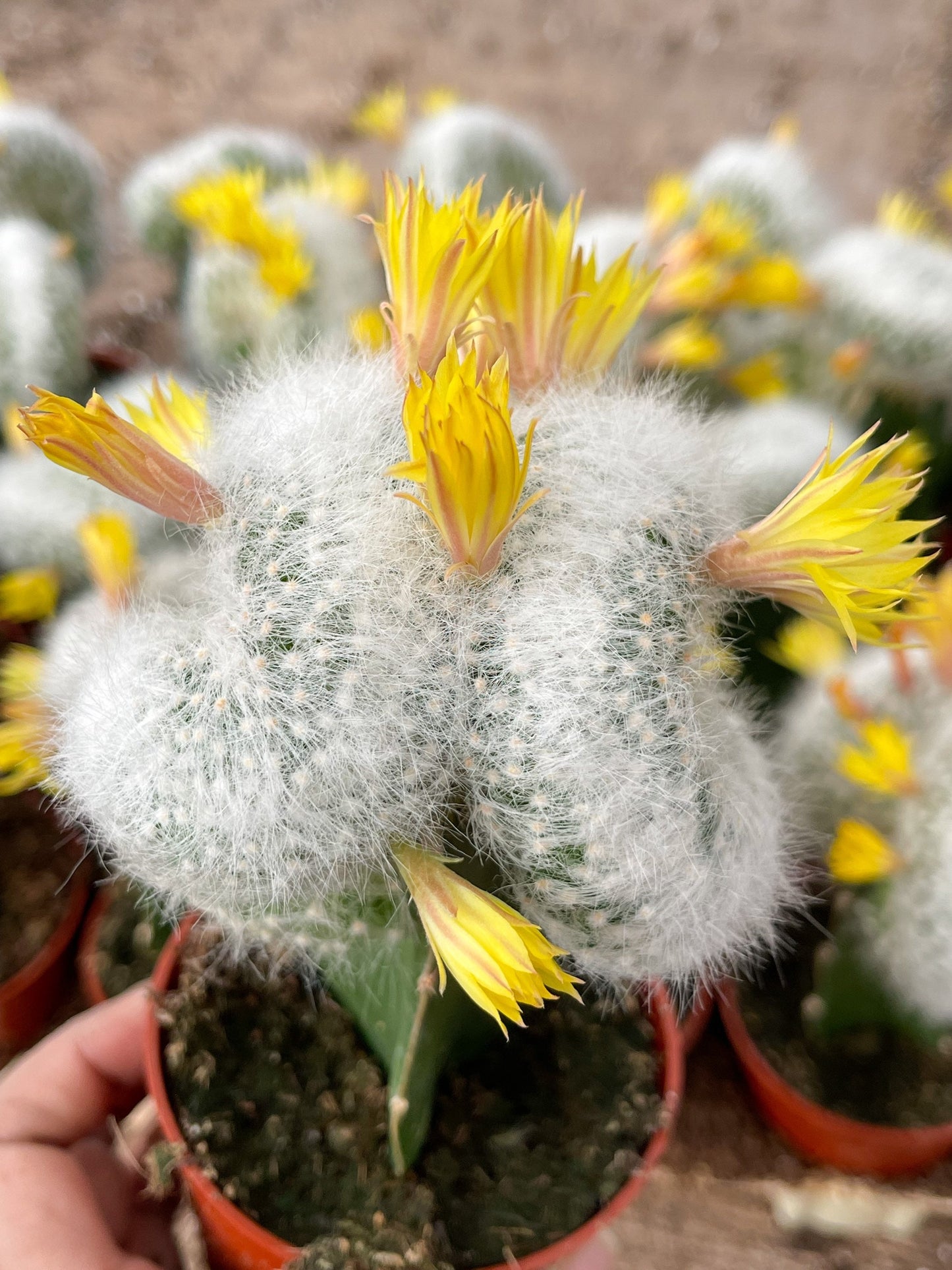 3.25” Mammillaria Baumii Crest Graft Cactus| Rare Cactus