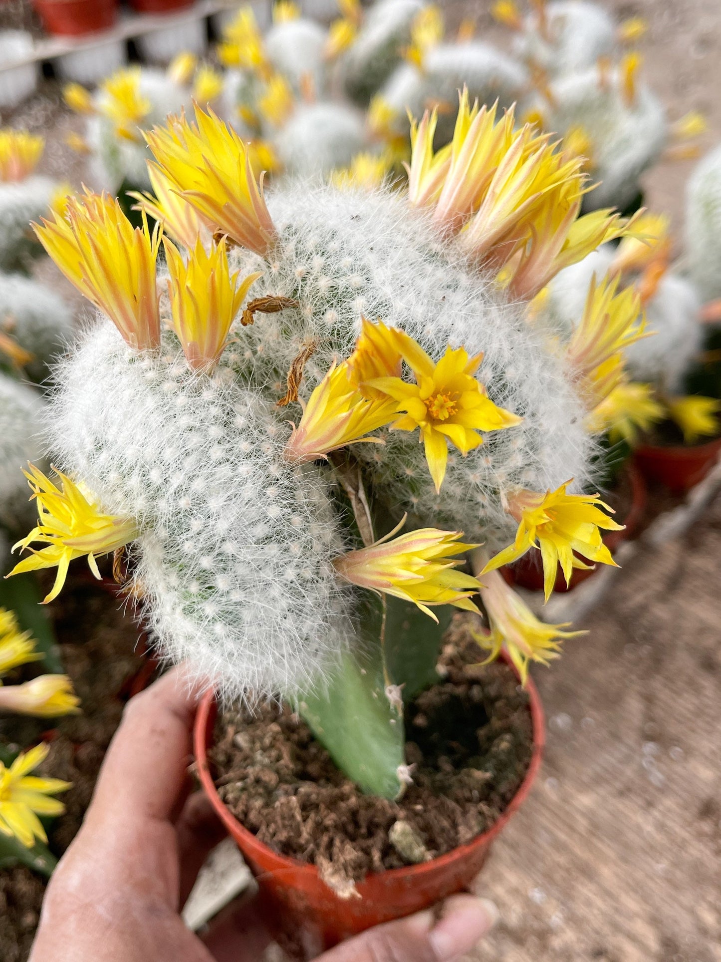 3.25” Mammillaria Baumii Crest Graft Cactus| Rare Cactus