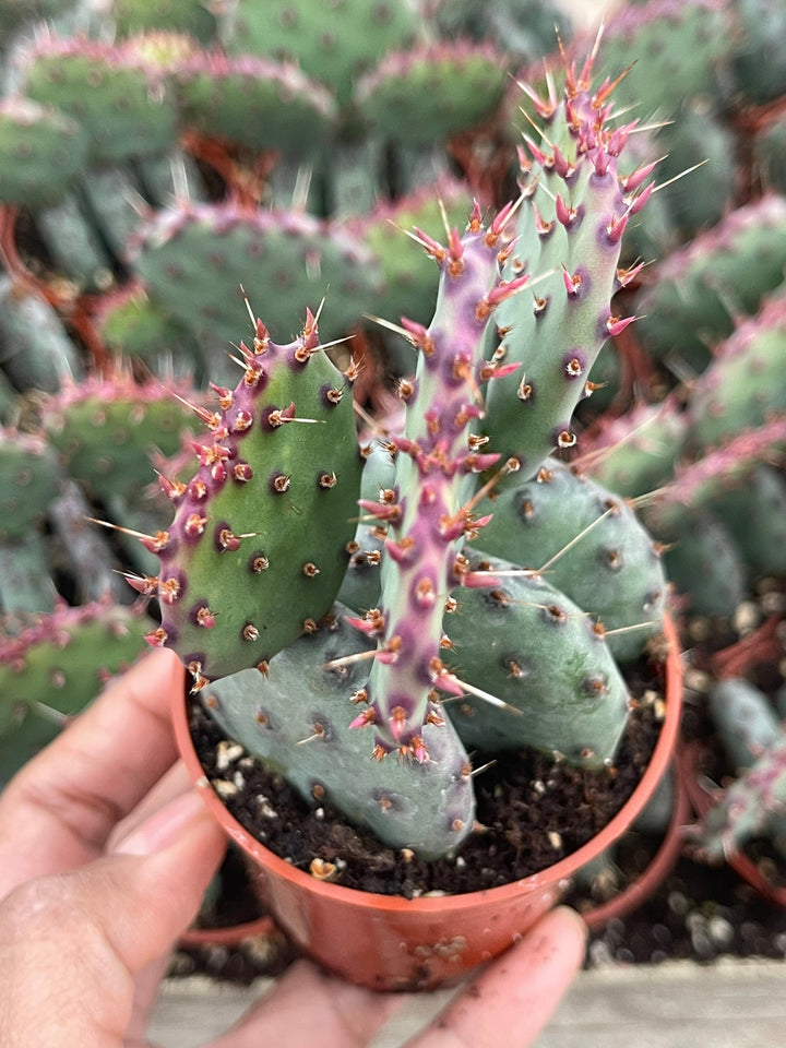 Opuntia “baby rita” | prickly pear cactus | Santa Rita Prickly Pear Cactus | Purple Cactus