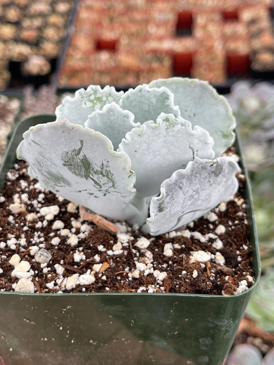 Cotyledon Undulata | Live Succulent | White Succulent