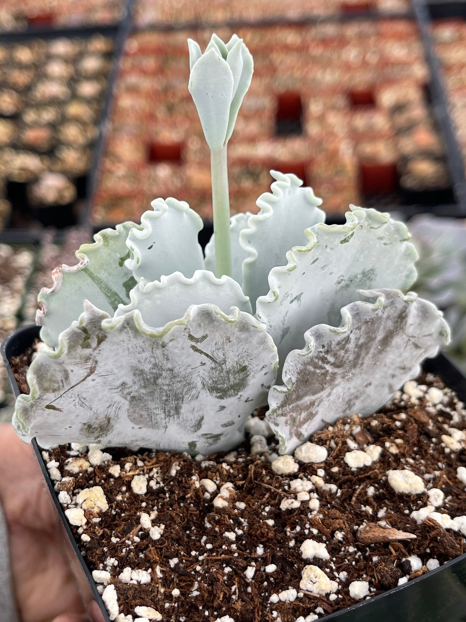 Cotyledon Undulata | Live Succulent | White Succulent