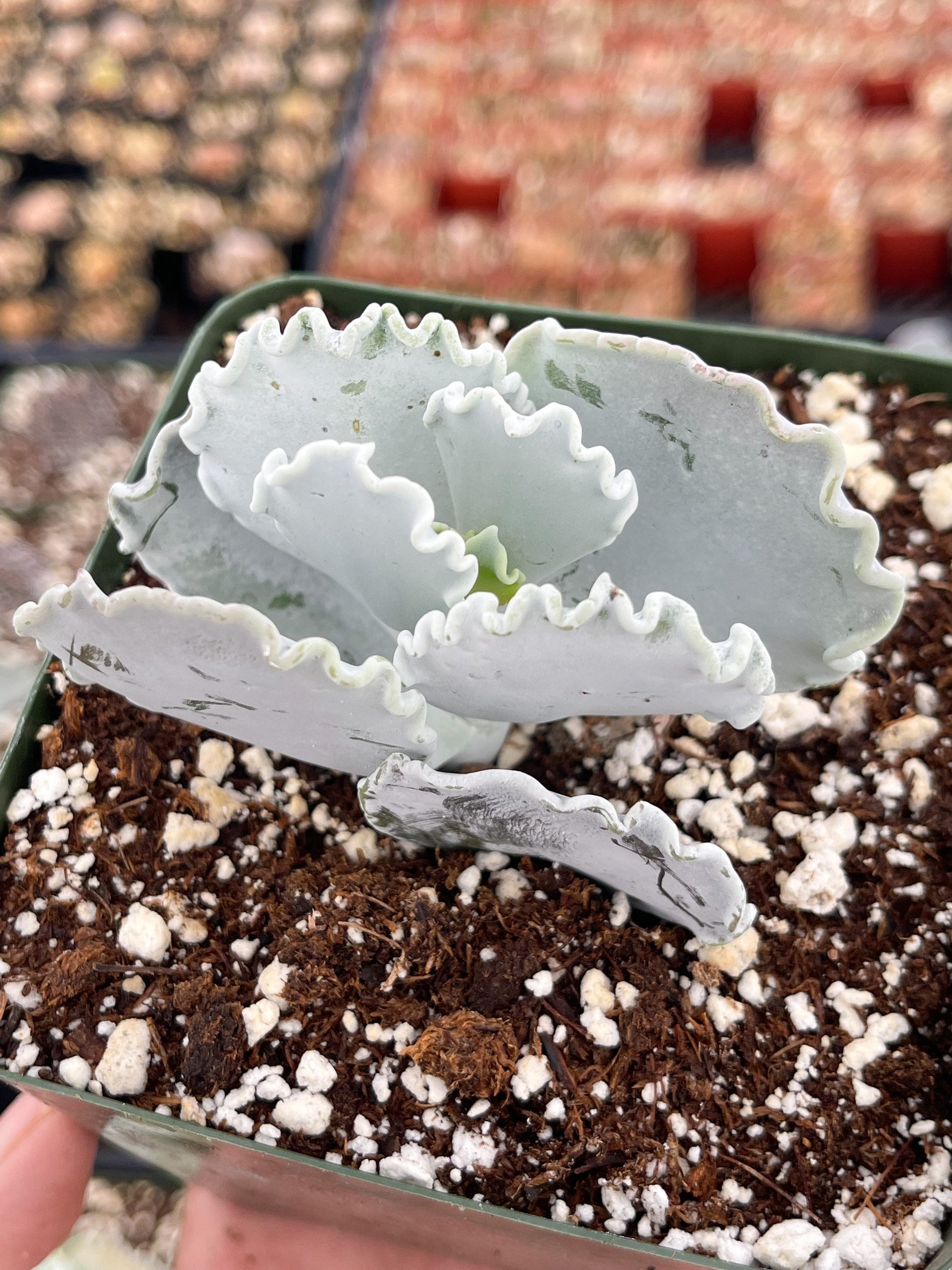 Cotyledon Undulata | Live Succulent | White Succulent