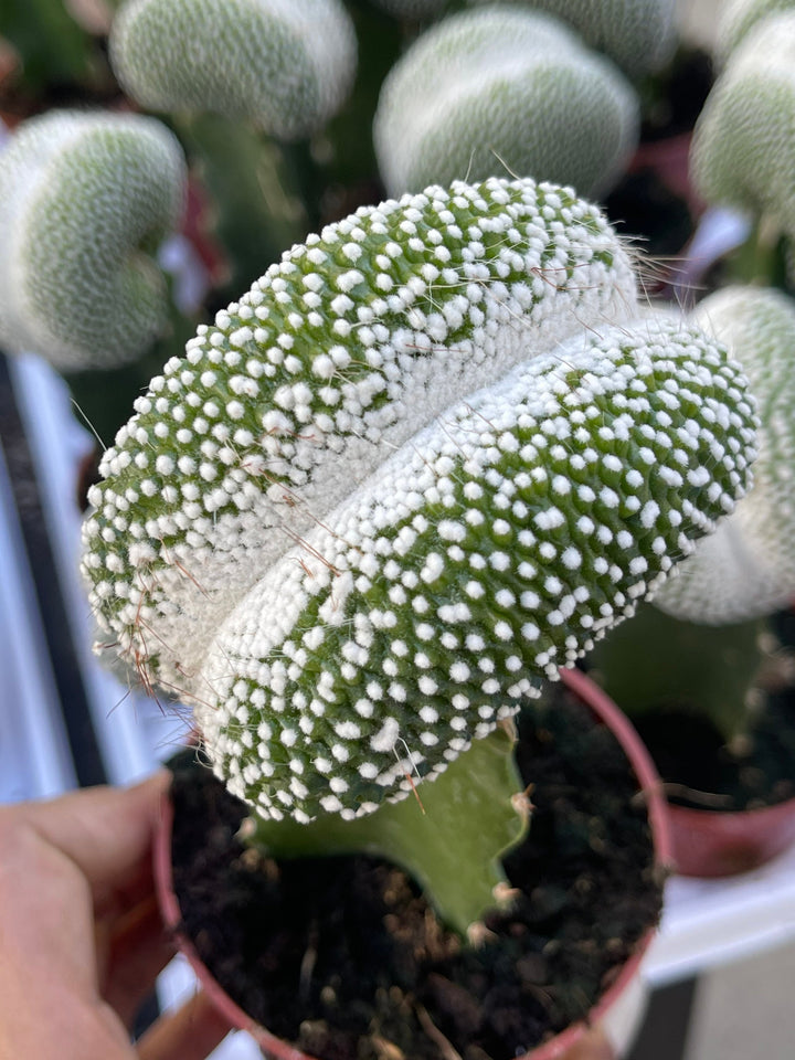 3.25” Pot Notocactus scopa cv. inermis cristatus | Rare Cactus | Graft Cactus | Rare Cactus