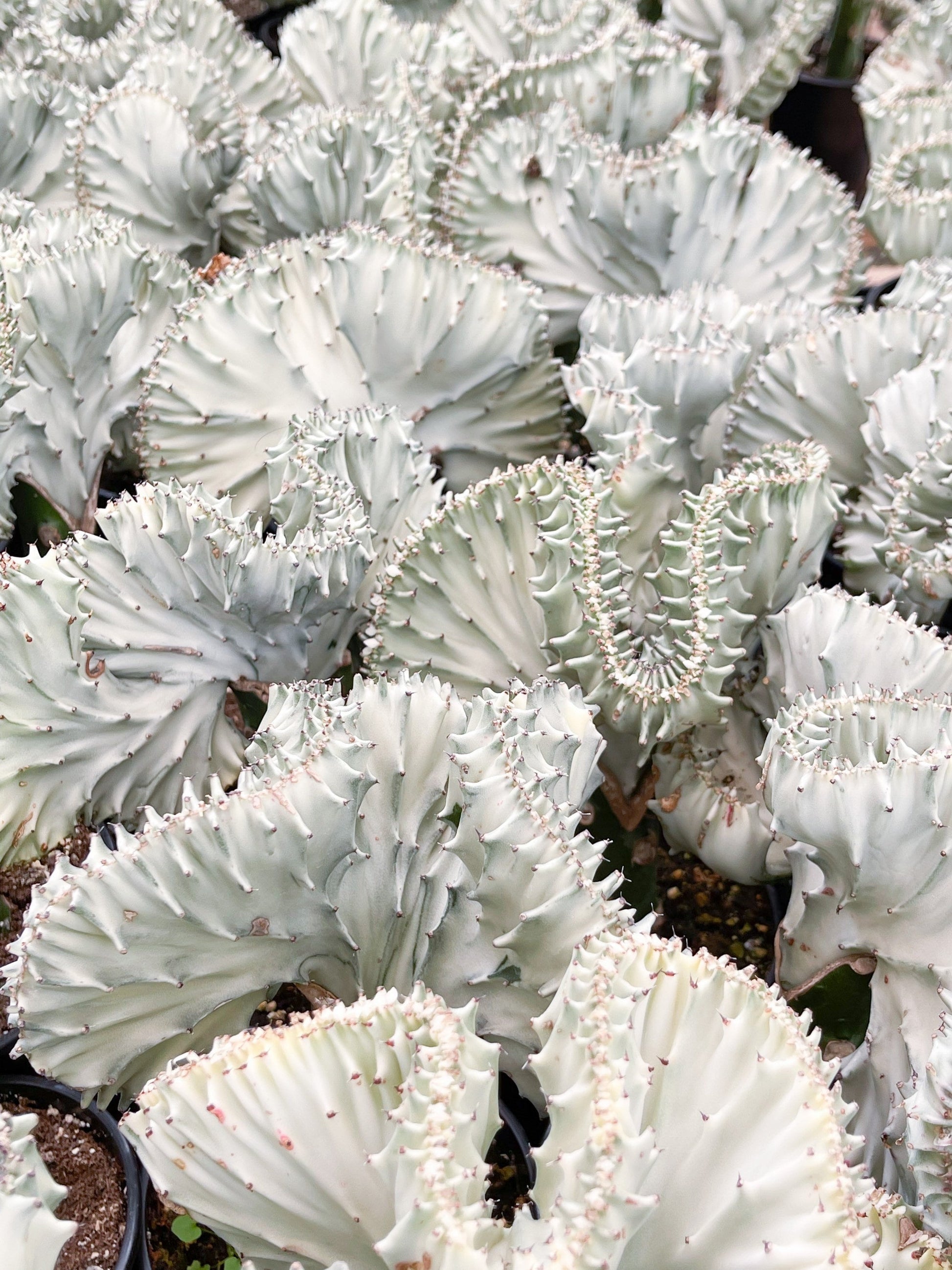 Coral Cactus | Rare Cactus | Graft Cactus