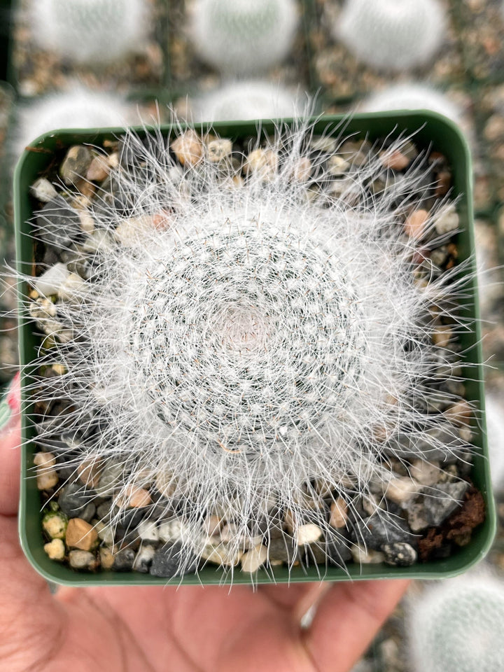 3.5” Mammilliaria Hahniana Cactus | Old Lady Cactus.