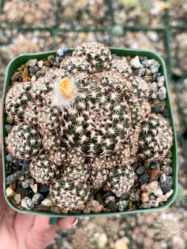 3.5”Rebutia Muscula Cluters | Snowball Cactus | Live Cactus