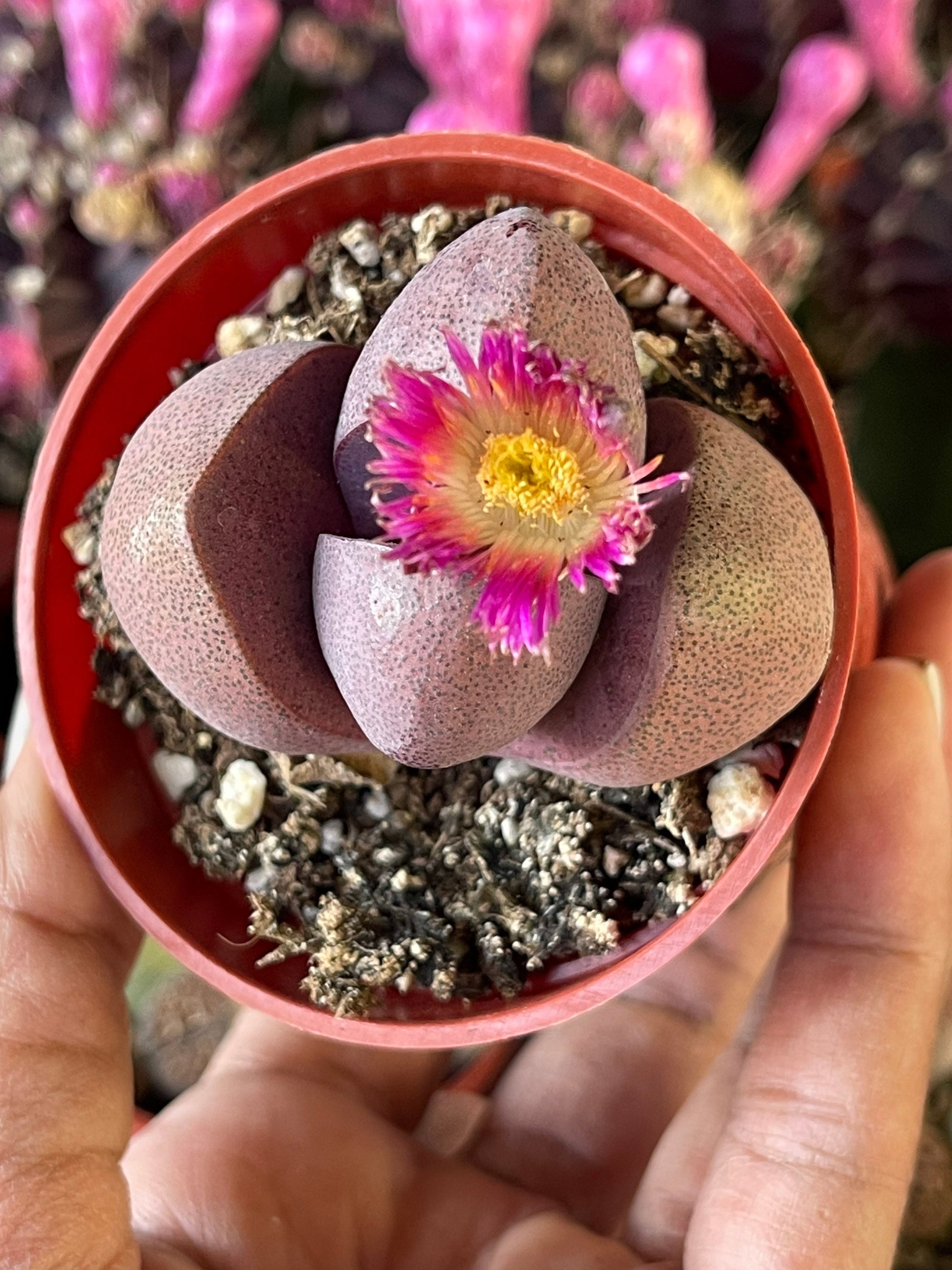 2” Royal Flush | Pleisopilos nelii cv. Royal Flush, Split Rock | Cleft Stone | Liveplants | Rare Plant | Lithops