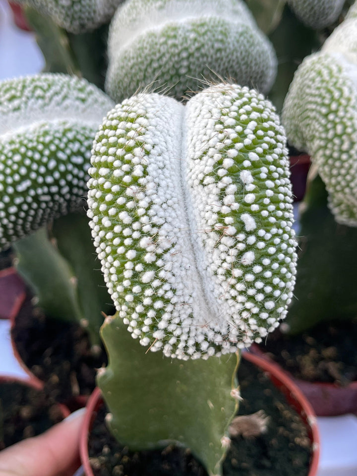 3.25” Pot Notocactus scopa cv. inermis cristatus | Rare Cactus | Graft Cactus | Rare Cactus