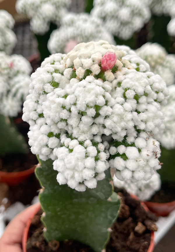 Mammillaria Gracilis Cv. Caterpillar | Rare Cactus