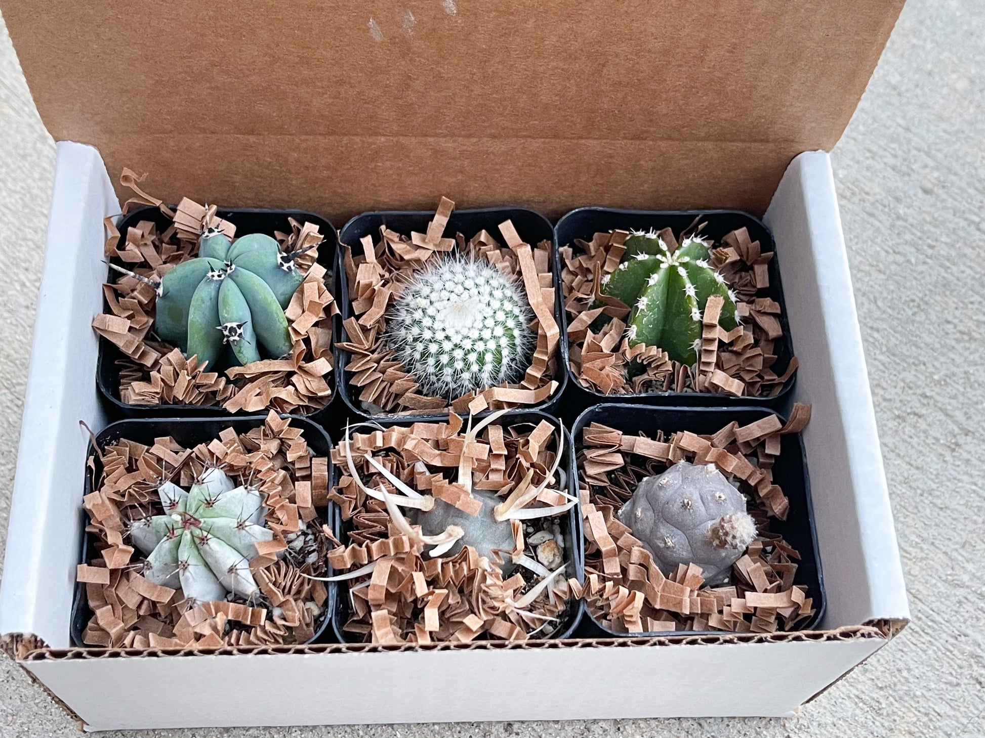 Special Cactus Gift Box | Gift for him | Gift for her | Holidays Gift Box | 6 packs Cactus Gift Box