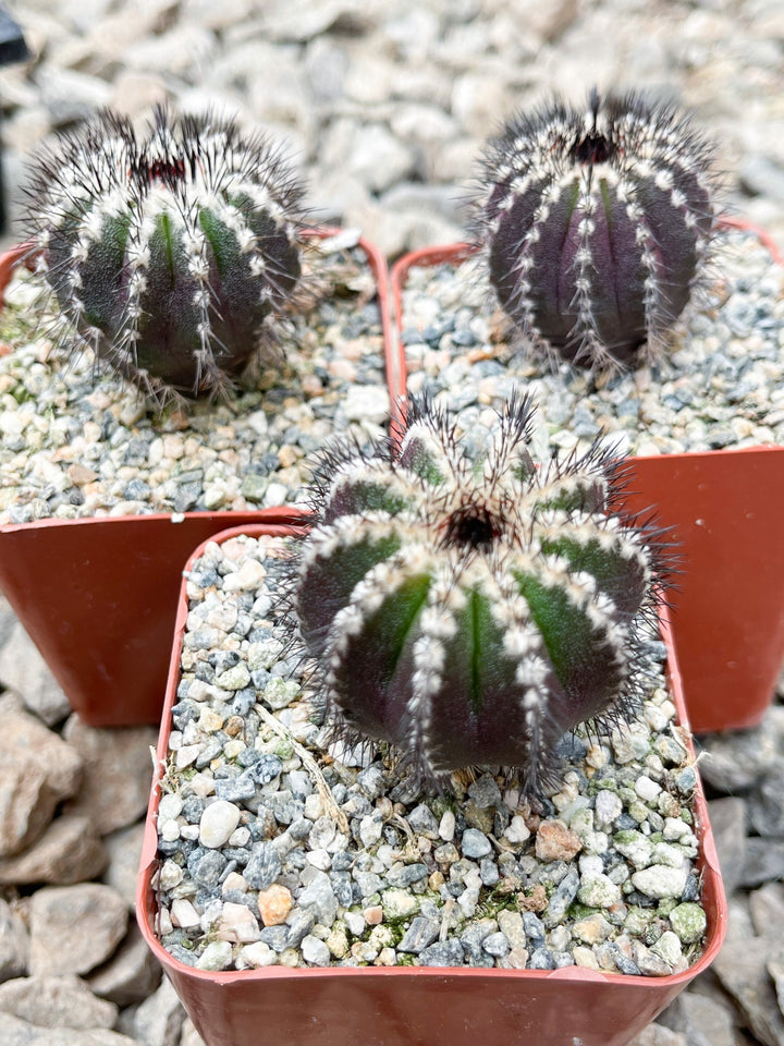 Ubelmania Pectinefera | Rare Cactus | Live Cactus