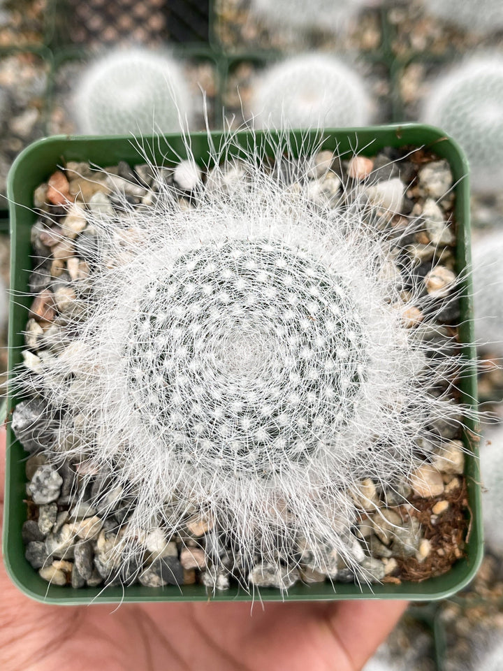 3.5” Mammilliaria Hahniana Cactus | Old Lady Cactus.