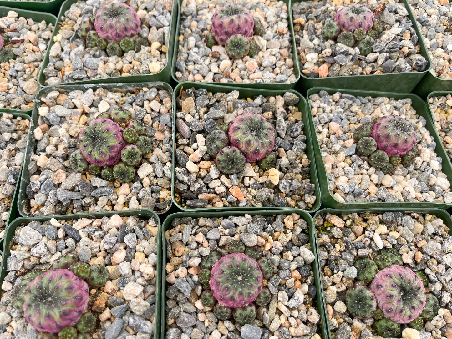 Sulcorebutia rauschii violaceidermis cactus | Live Cactus | Rare Cactus