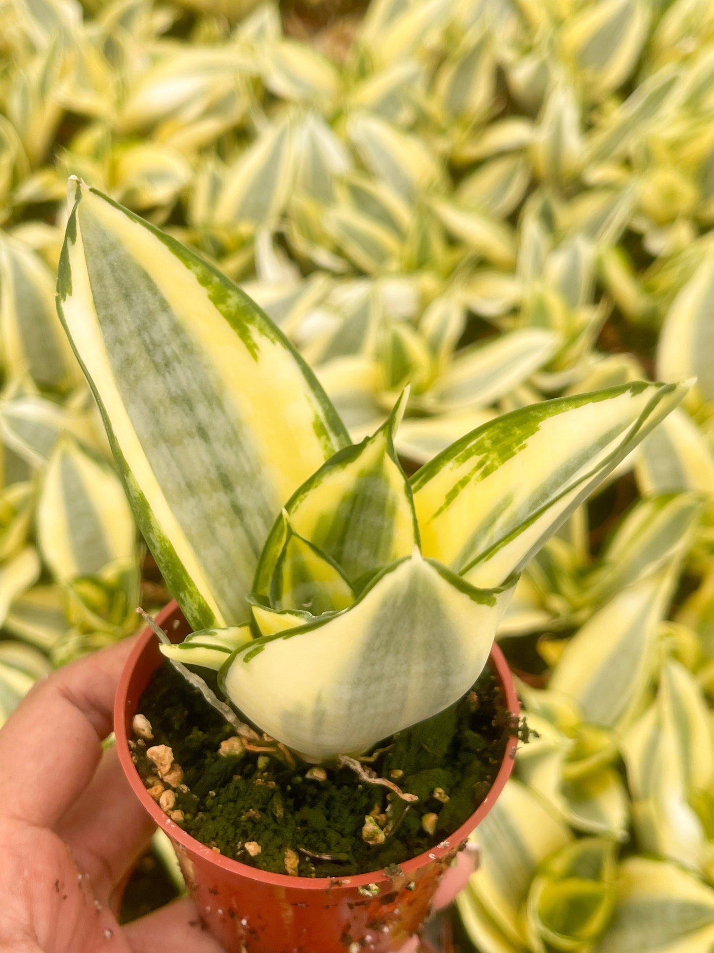 Sansevieria Golden Hahnii Snake Plant | Live Succulent