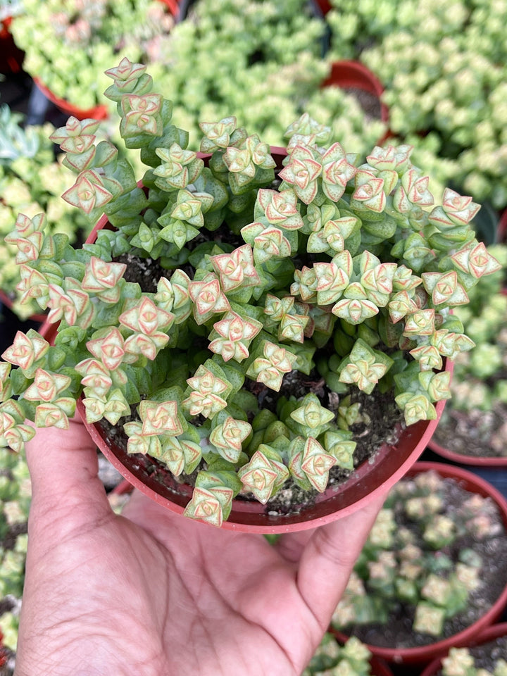 4” Crassula rupestris ssp. commutata Tom Thumb | Live Plant