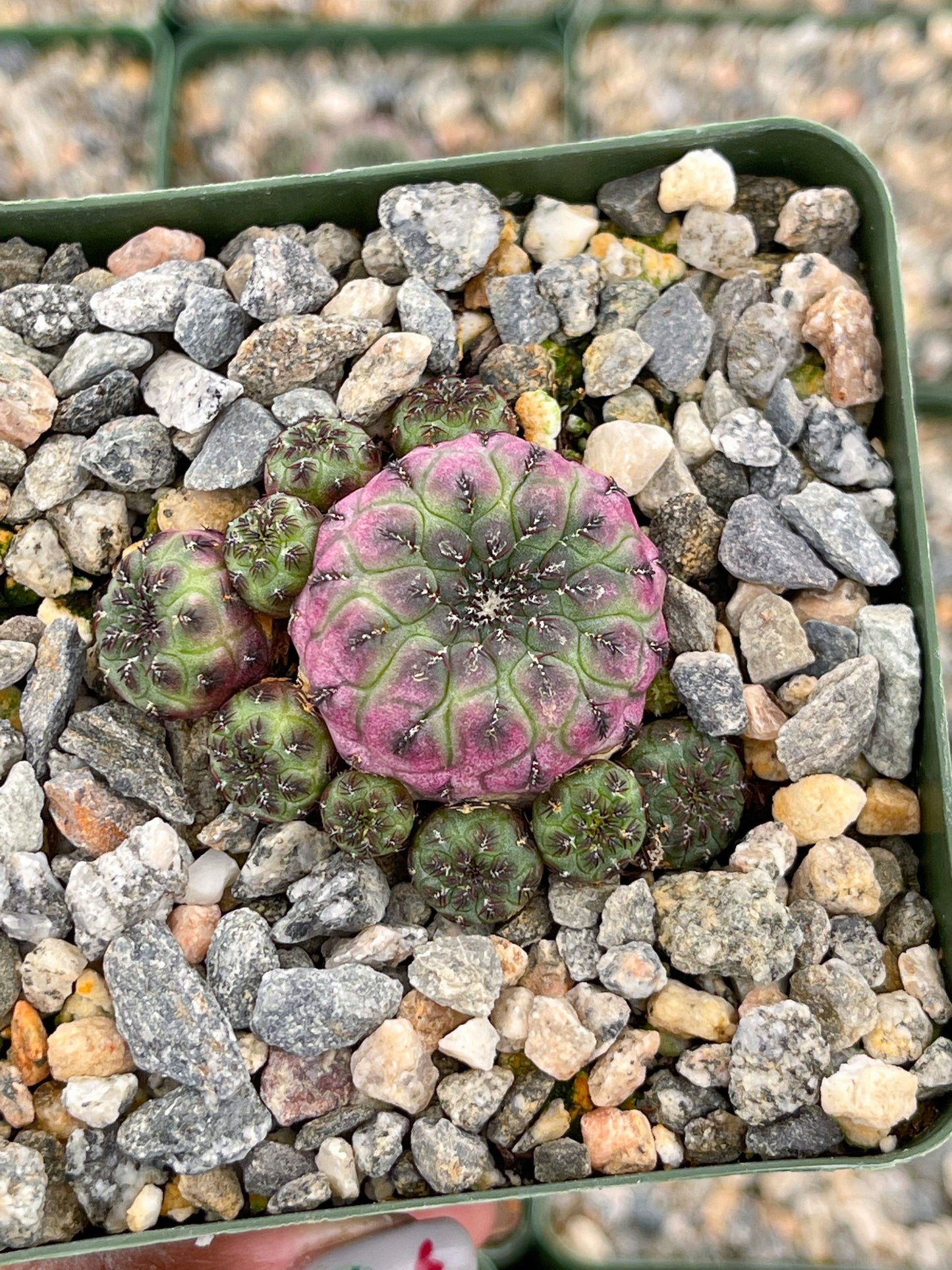 Sulcorebutia rauschii violaceidermis cactus | Live Cactus | Rare Cactus