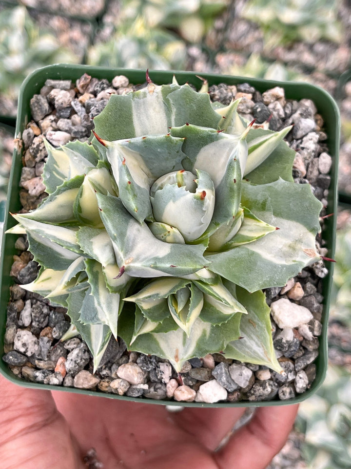 Variegated Agave Isthmensis Ohi Raigin | Rare Agave