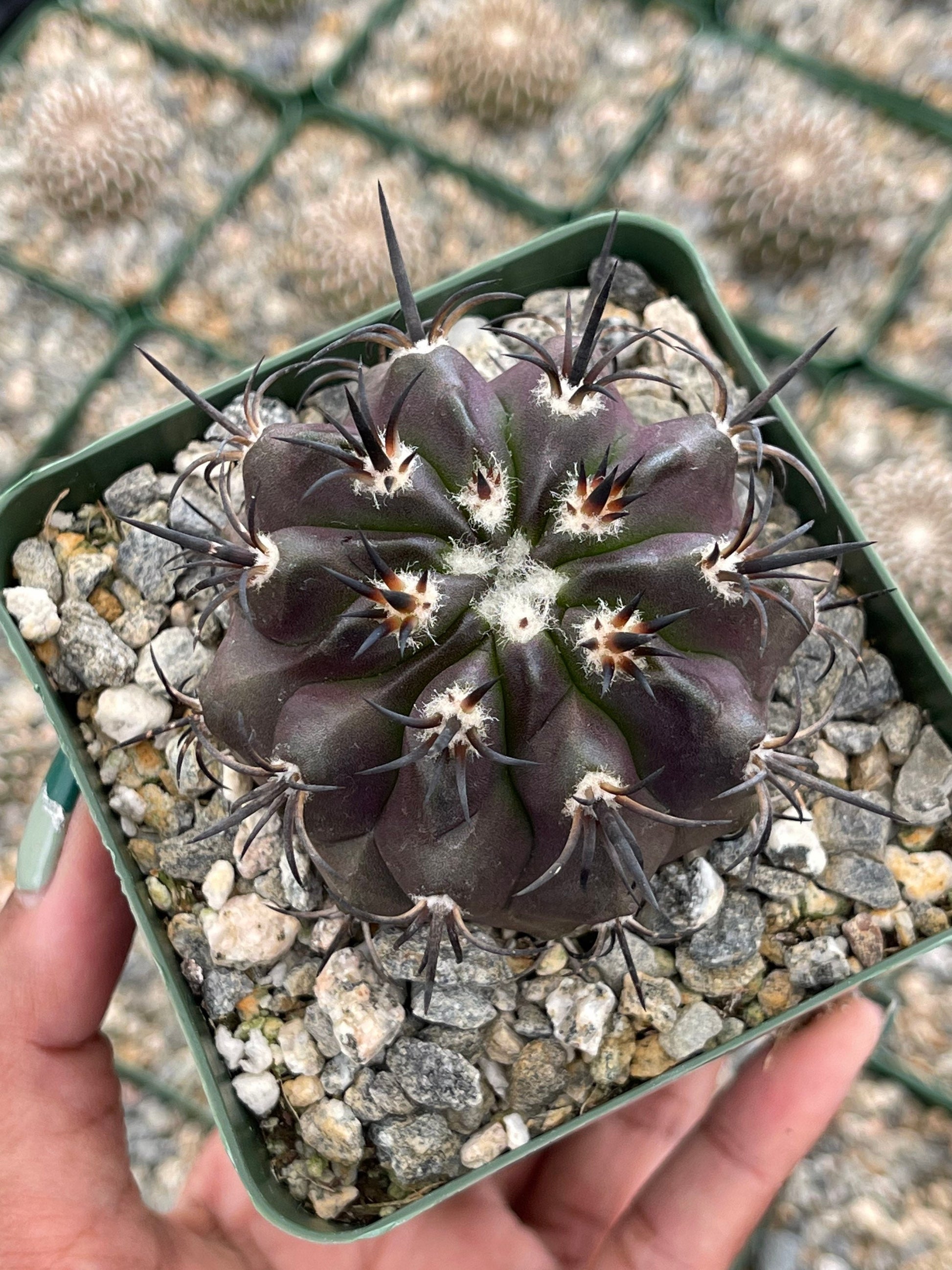 Copiapoa Echinoides | Copiapoa Dura | Rare Cactus | Live Plant | Rare Plant