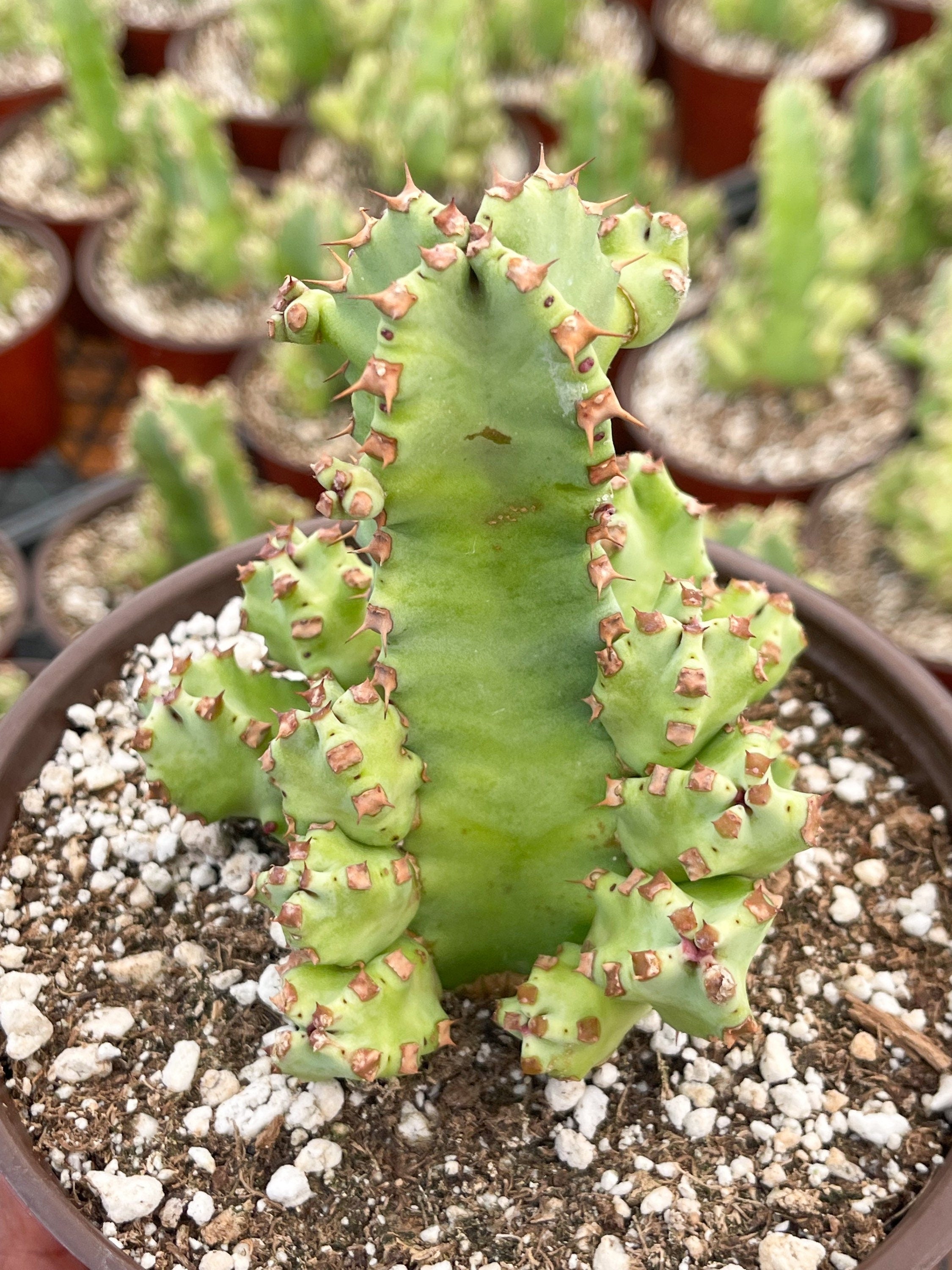 6” Euphorbia Resinifera Clusters | Live Cactus | Rare Cactus – Beleaf ...