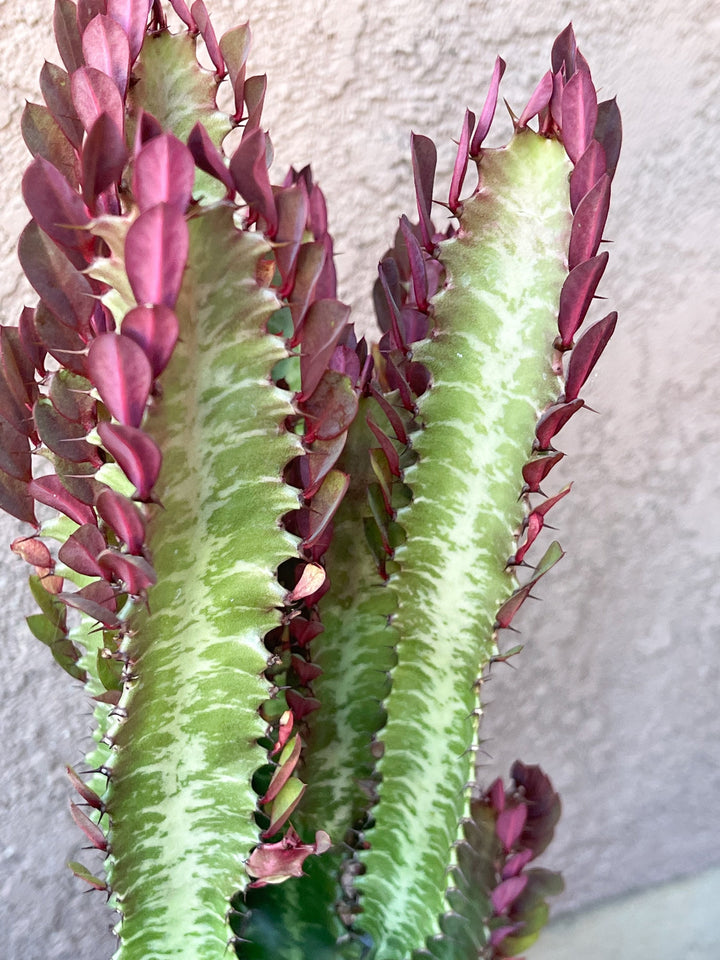 Euphorbia Trigona | Royal Red | Rubra | Good Luck Cactus | Live Succulent Plant | Rare Cactus | Sold Individual