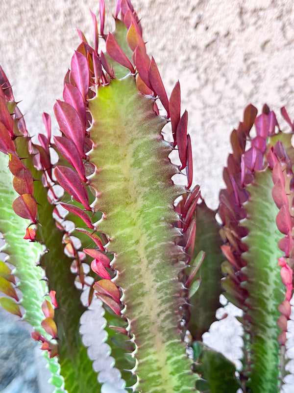 Euphorbia Trigona | Royal Red | Rubra | Good Luck Cactus | Live Succulent Plant | Rare Cactus | Sold Individual