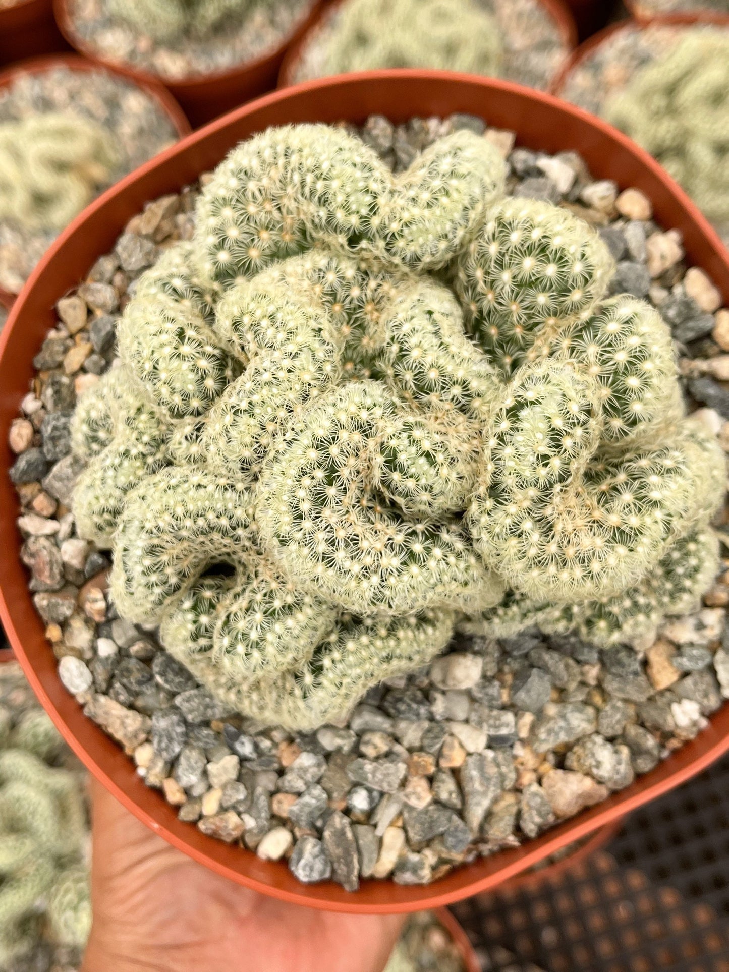 Brain Cactus | Mammillaria Cristata Brain Cactus | Crested cactus | Live Plant