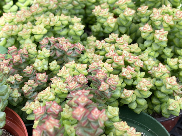 4” Crassula rupestris ssp. commutata Tom Thumb | Live Plant