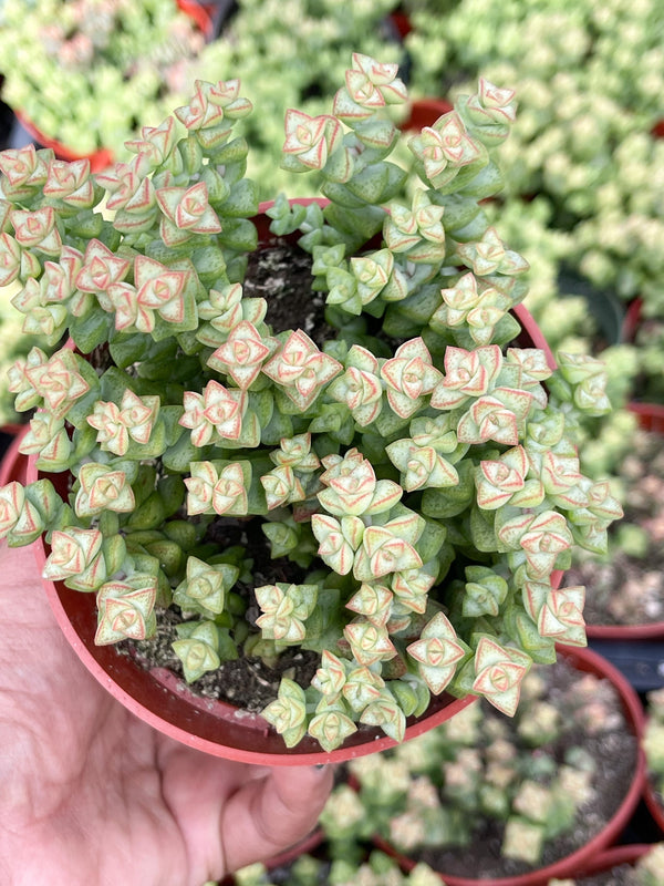 4” Crassula rupestris ssp. commutata Tom Thumb | Live Plant