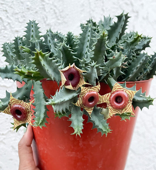 Huernia Zebrina | Lifesaver | rare succulent