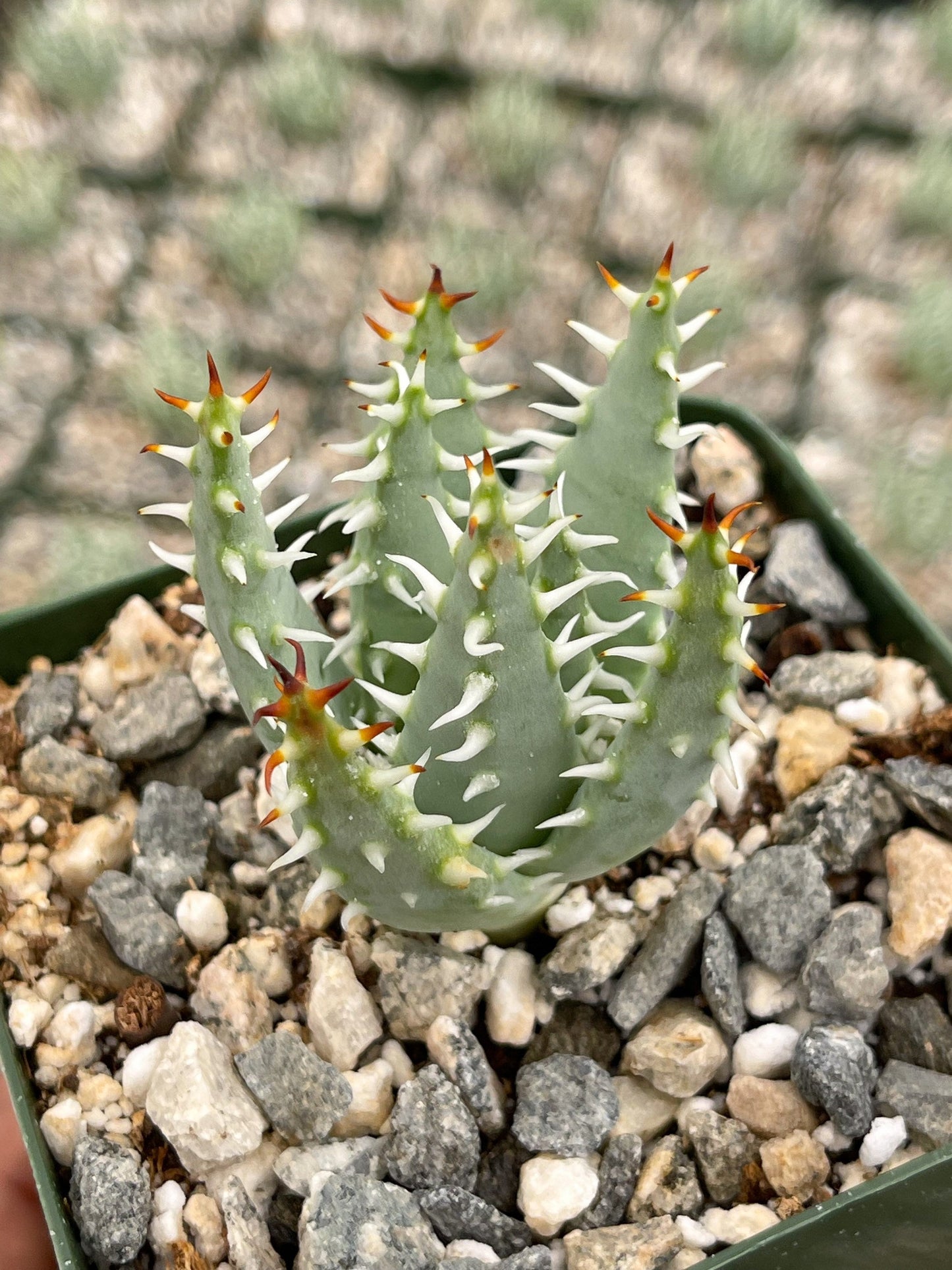 Aloe Erinacea | Live Aloe | Live Plant