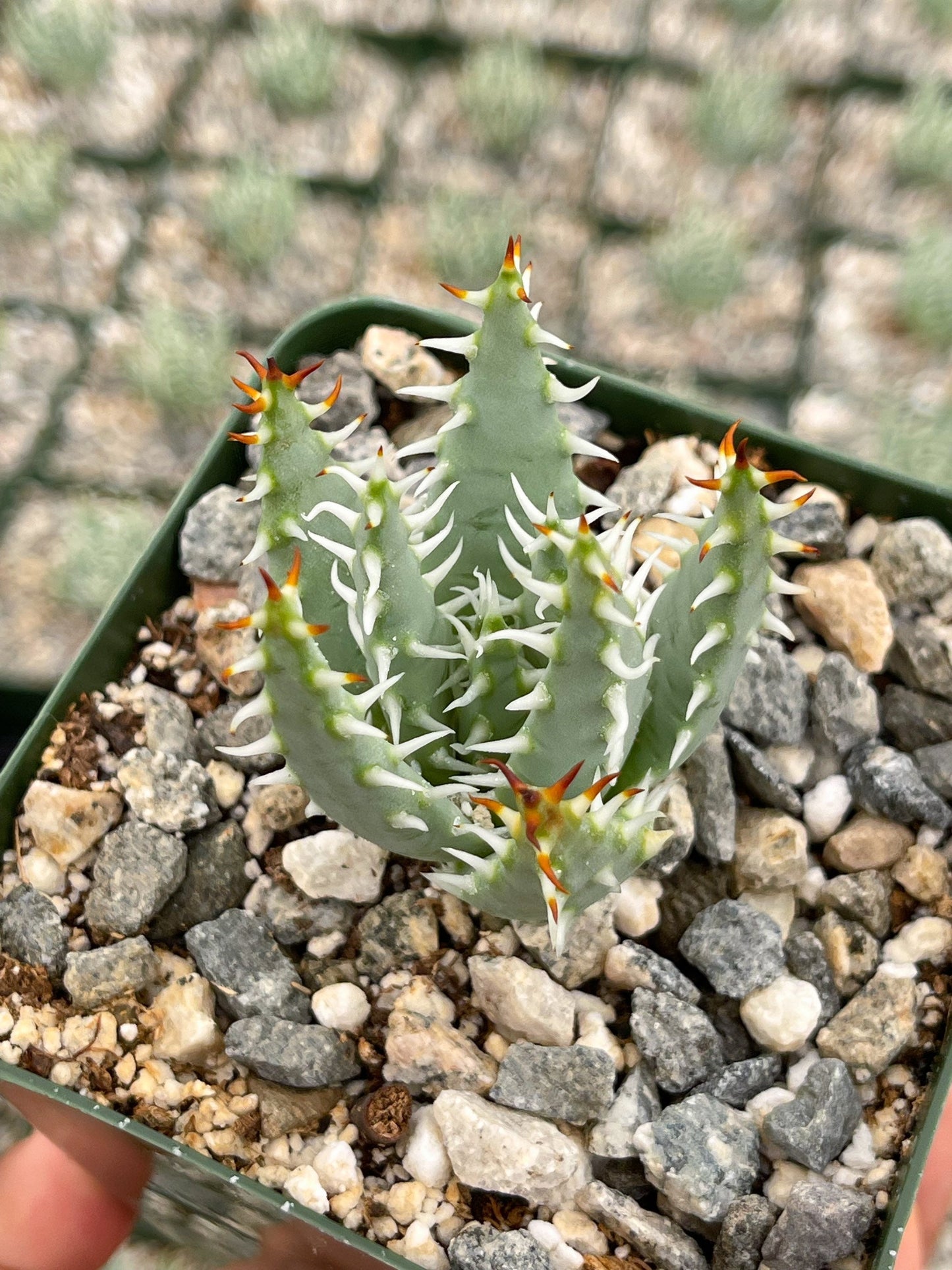 Aloe Erinacea | Live Aloe | Live Plant