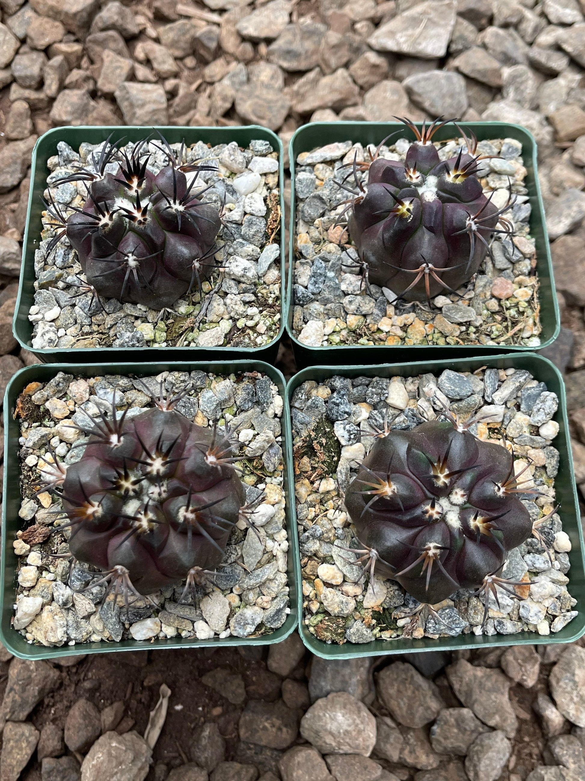 Copiapoa Echinoides | Copiapoa Dura | Rare Cactus | Live Plant | Rare Plant