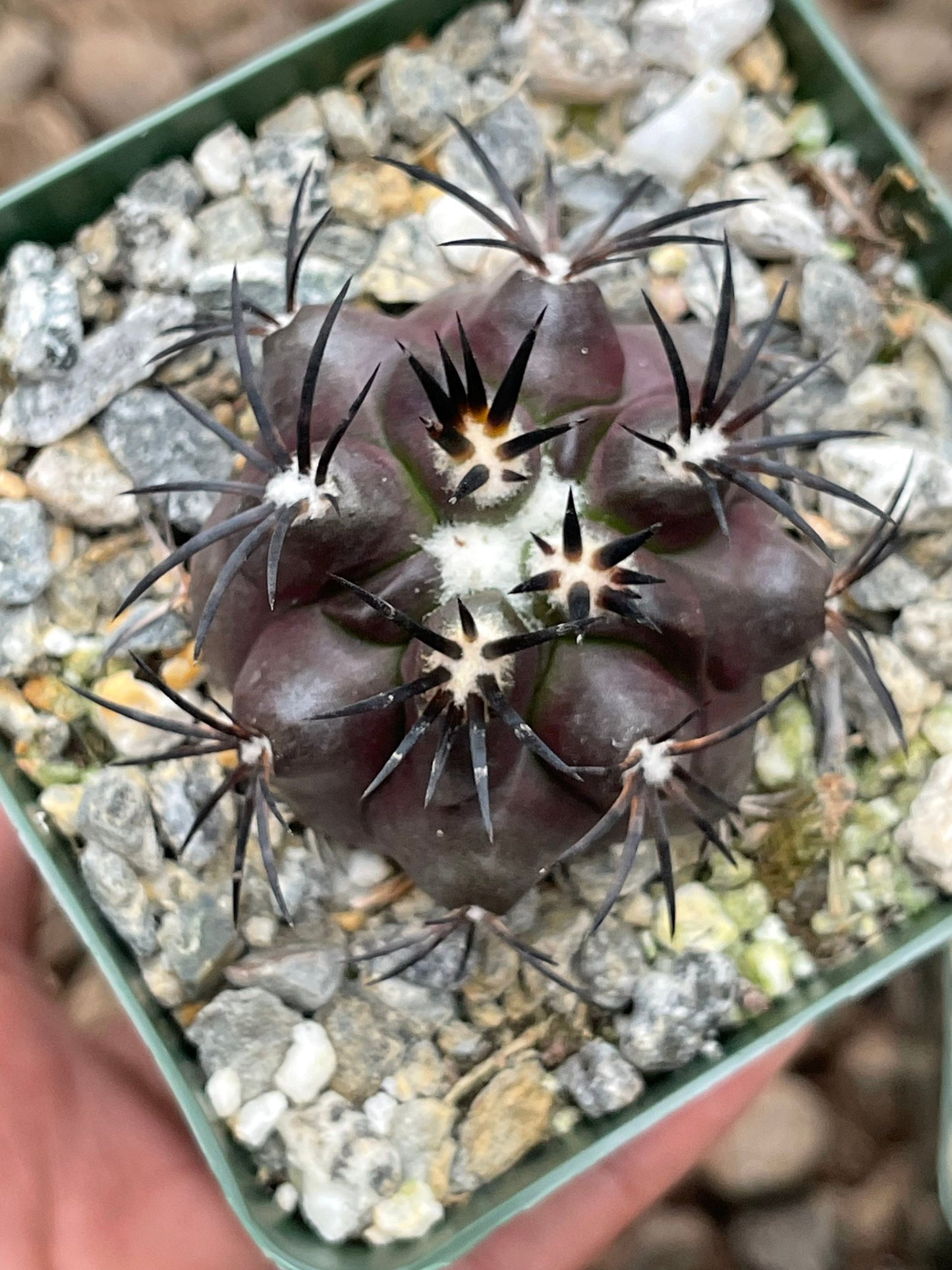 Copiapoa Echinoides | Copiapoa Dura | Rare Cactus | Live Plant | Rare Plant