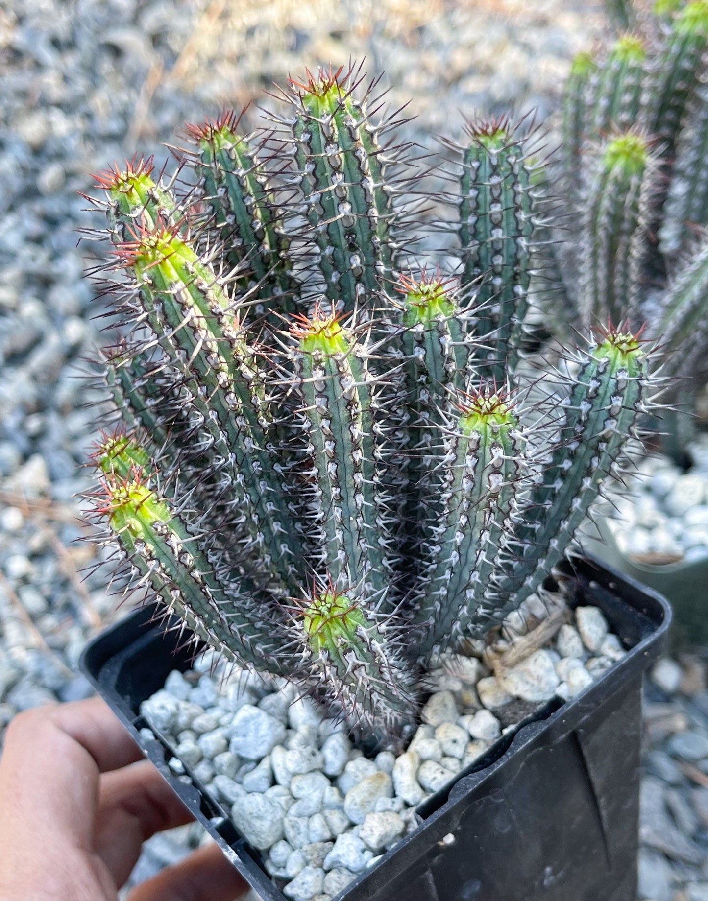 Euphorbia Baioensis Cactus | Live Cactus