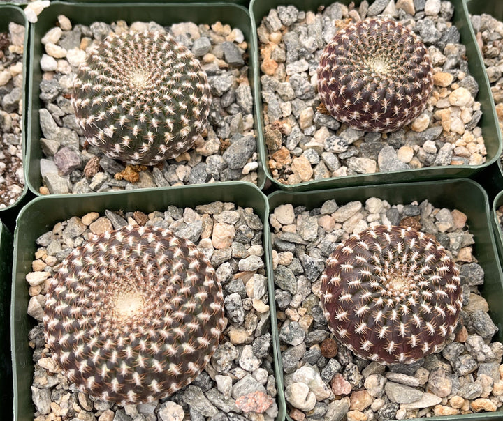 Sulcorebutia Arenacea | Live Cactus