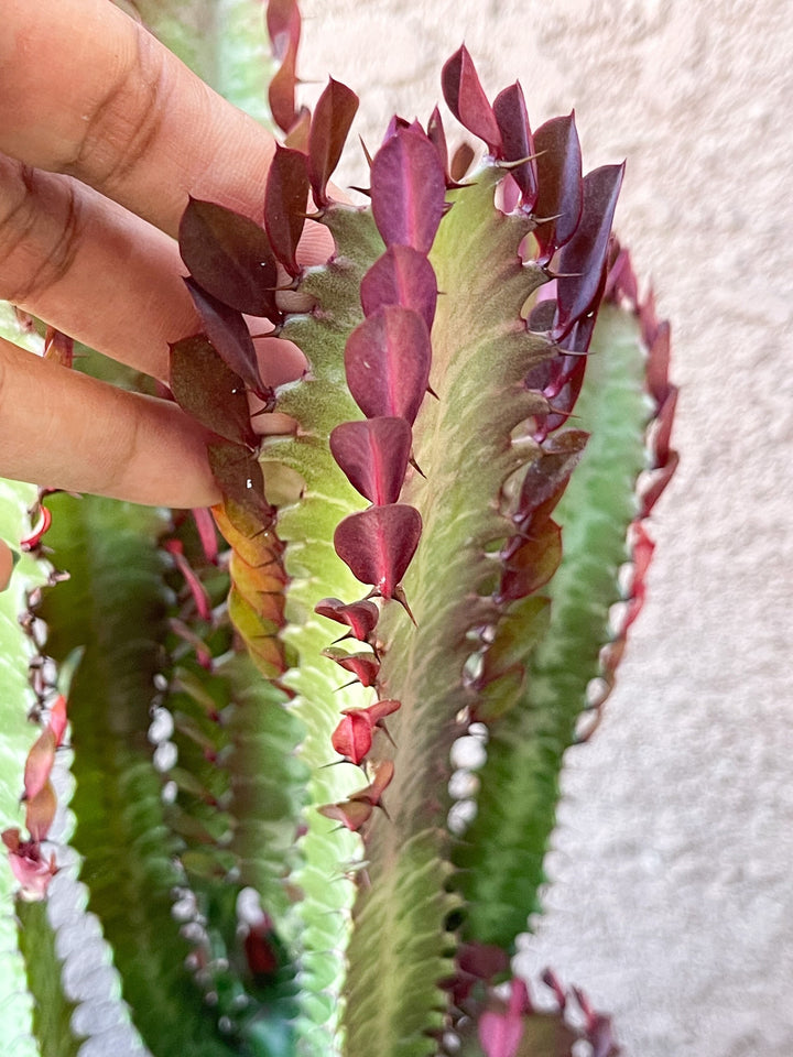 Euphorbia Trigona | Royal Red | Rubra | Good Luck Cactus | Live Succulent Plant | Rare Cactus | Sold Individual