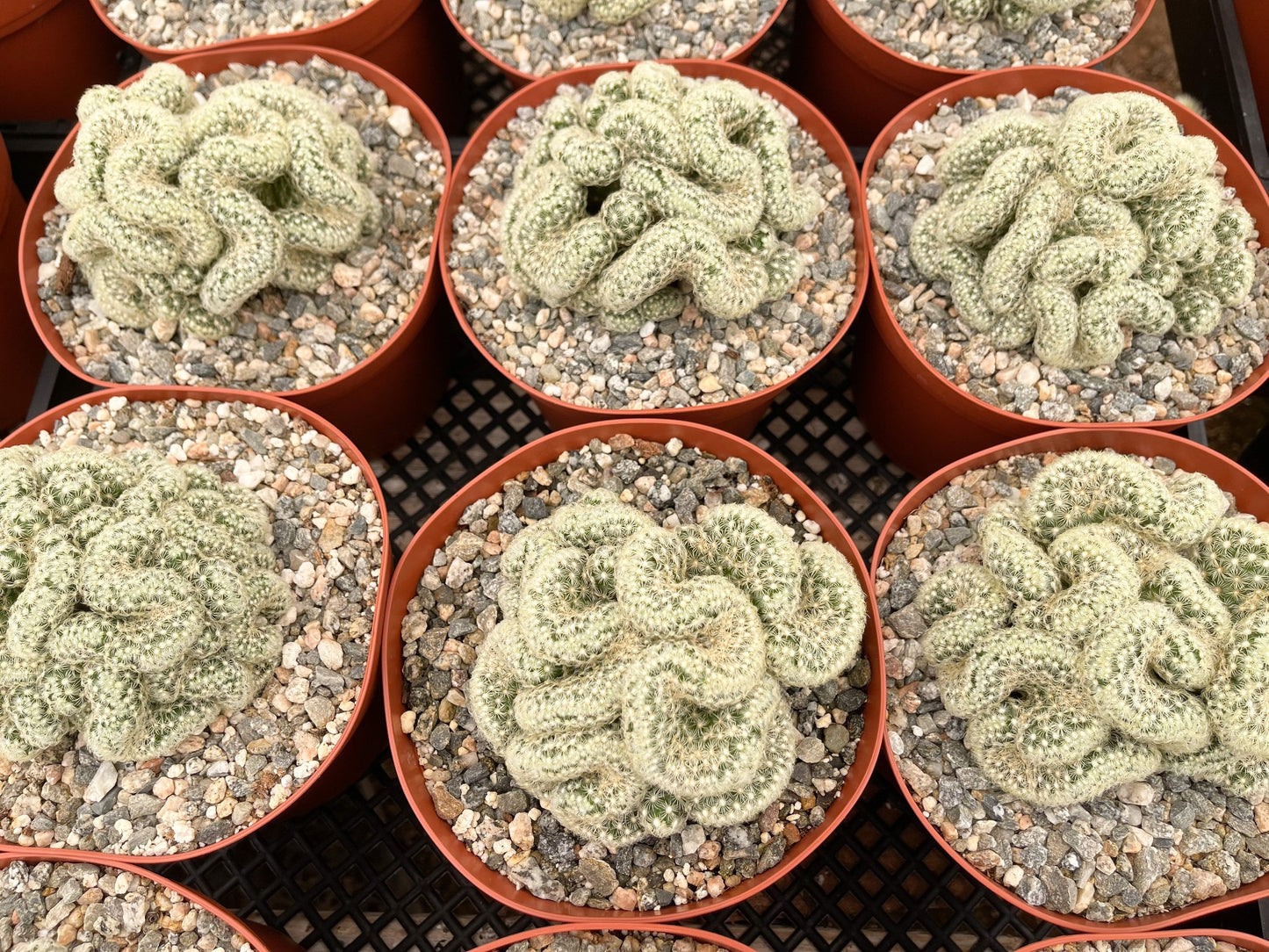 Brain Cactus | Mammillaria Cristata Brain Cactus | Crested cactus | Live Plant