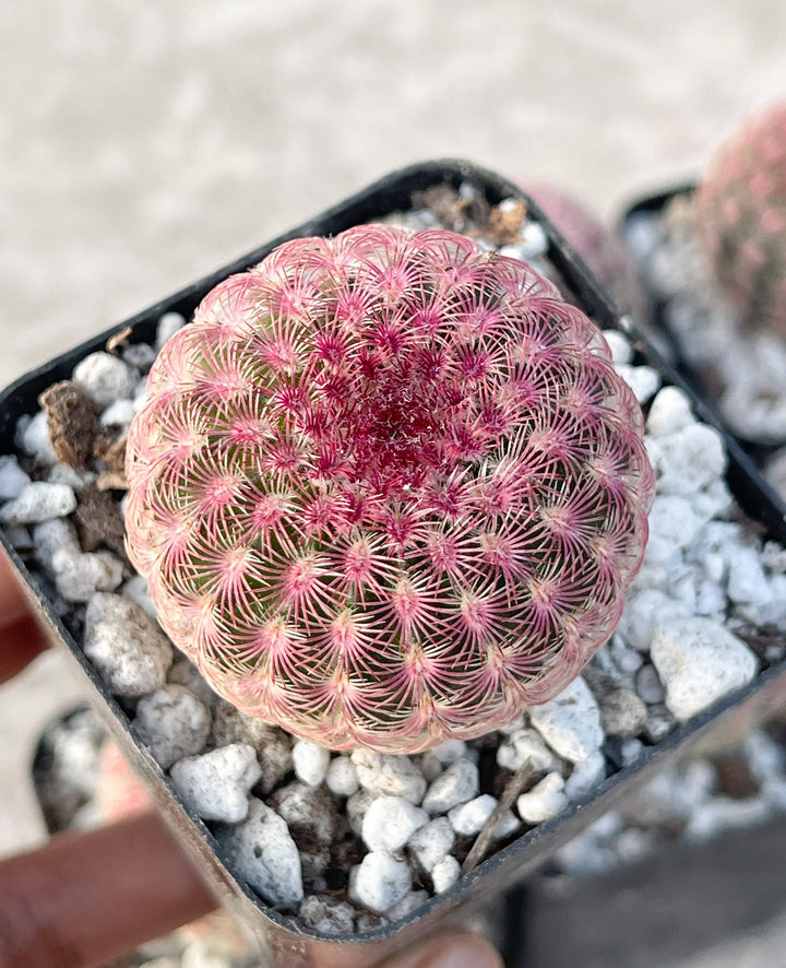 Rainbow Cactus | Rare Cactus | Echinocereus rigidissimus