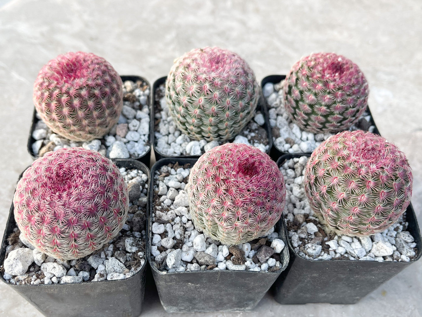 Rainbow Cactus | Rare Cactus | Echinocereus rigidissimus