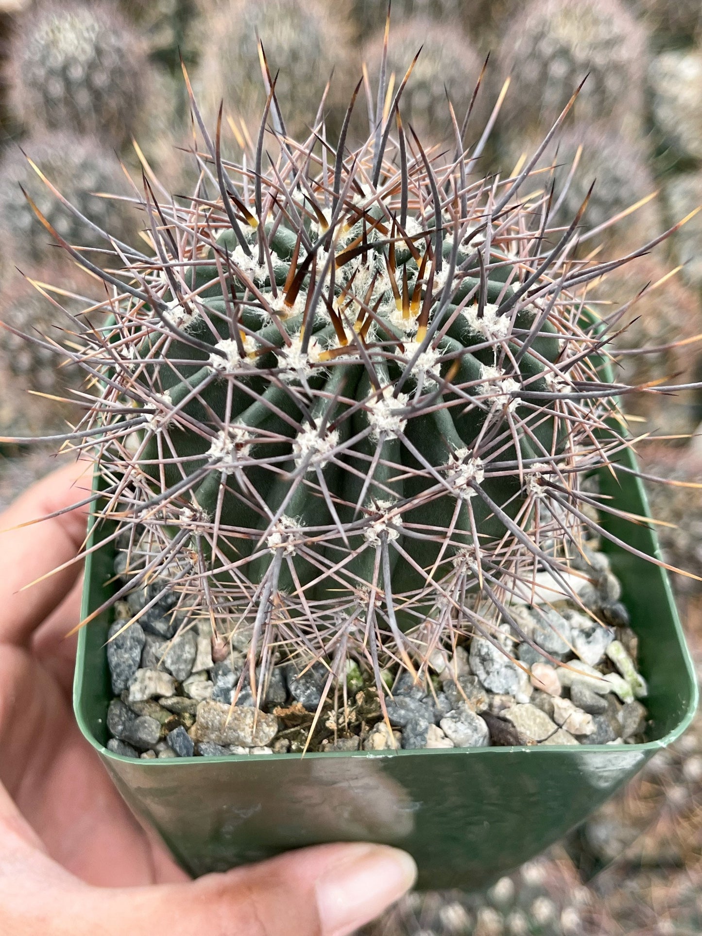 3.5”Echinopsis Melanopotamica | Live Plant | Live Cactus